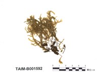 藏品(硬枝苔屬)的圖片